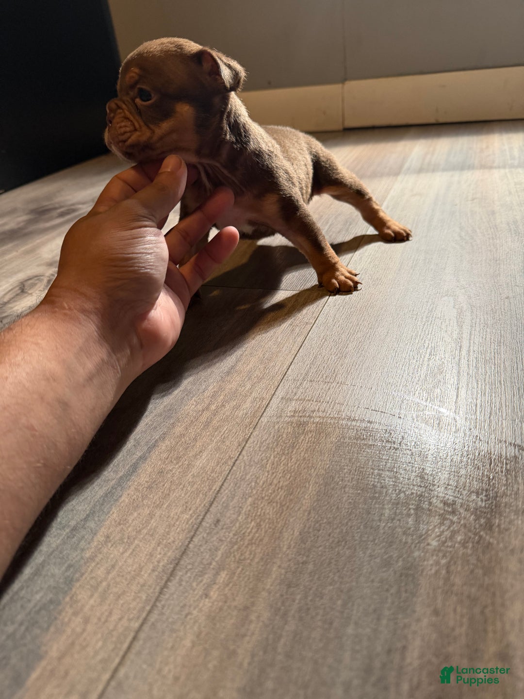 English Bulldog dogs for sale: Aries  - Ad 4