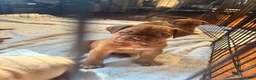 Dogue De Bordeaux dogs for sale: Dogue De Bordeaux Puppy 5 - Ad 59