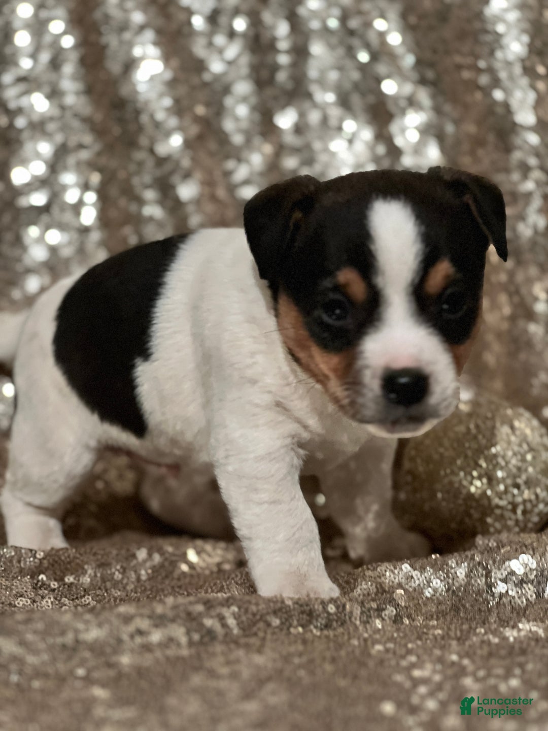 Jack Russell Terrier dogs for sale: Andy - Ad 1