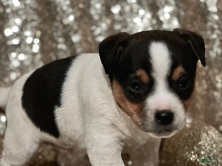 Jack Russell Terrier dogs Andy - Ad 23