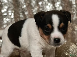 Jack Russell Terrier dogs Andy - Ad 14