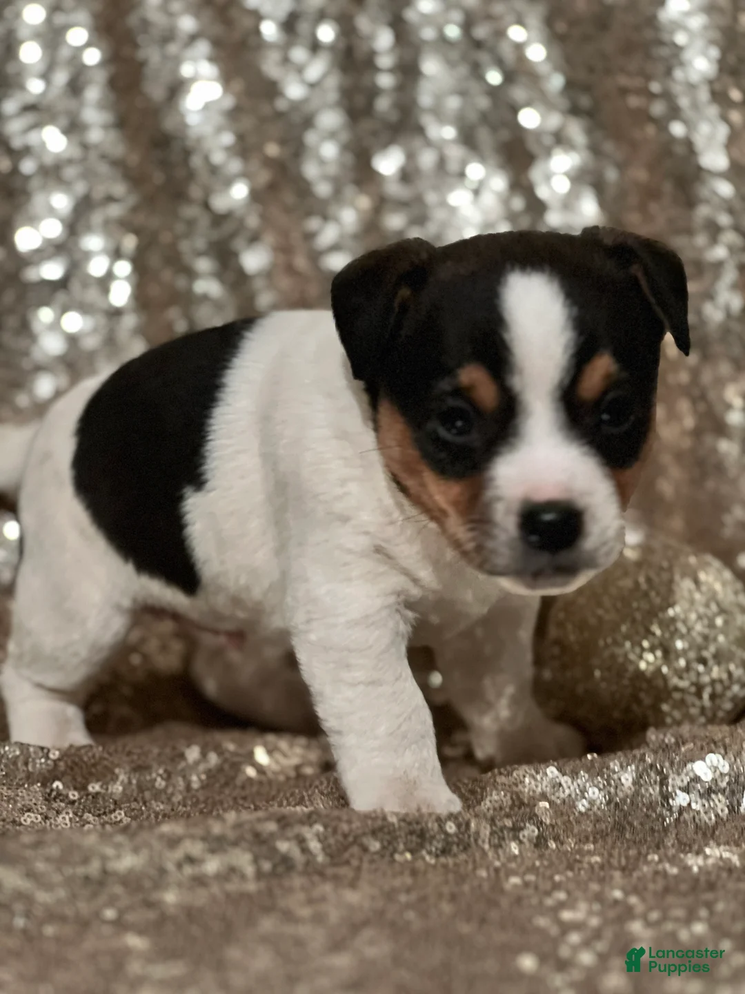 Jack Russell Terrier dogs for sale: Andy - Ad 1