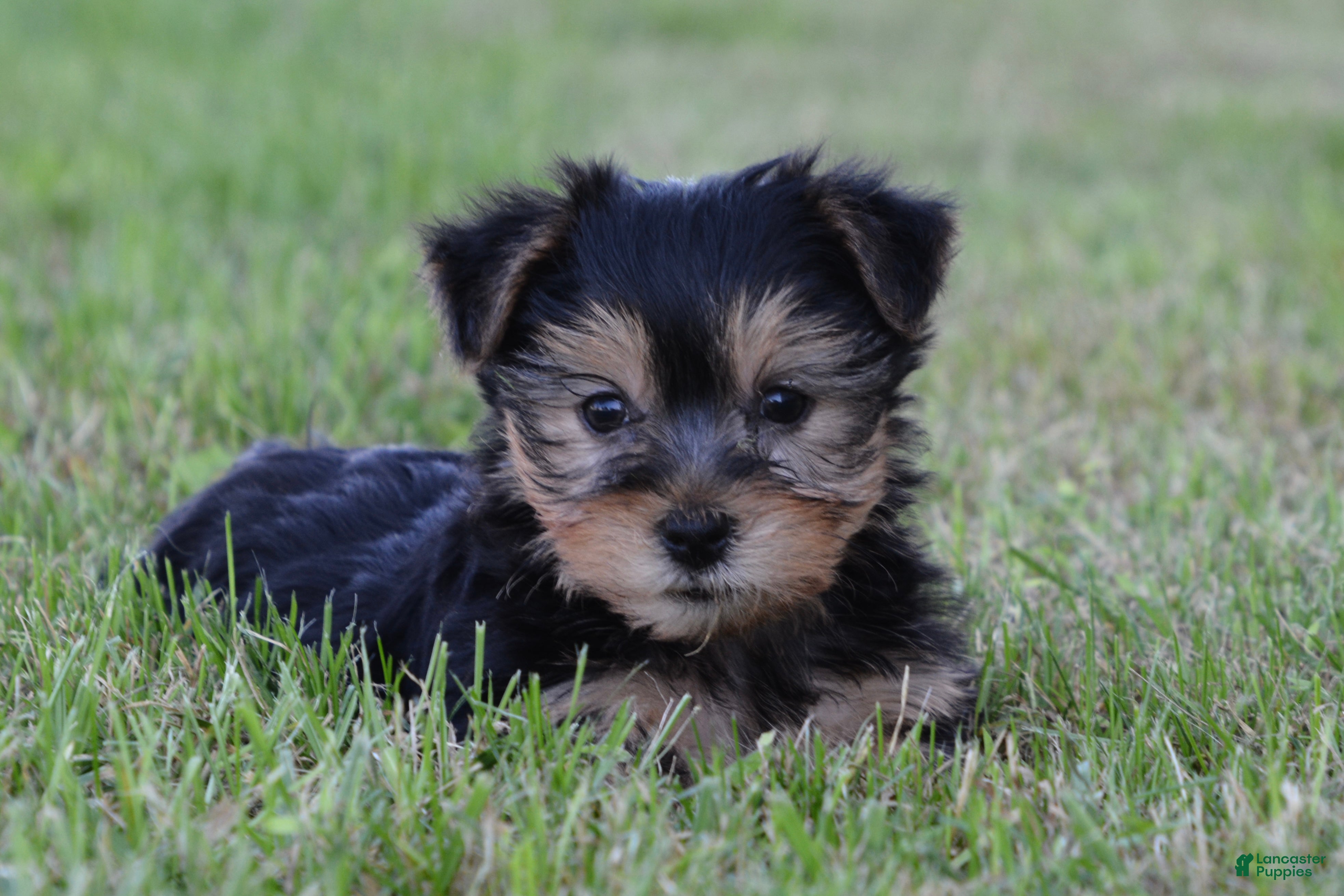 Yorkshire Terrier dogs Jackie - Ad 1