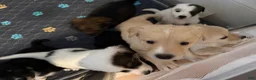 Mixed Breed dogs for sale: Mixed Breed Puppy 5 - Ad 16