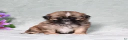 Shih Tzu dogs for sale: Rosella - Ad 2