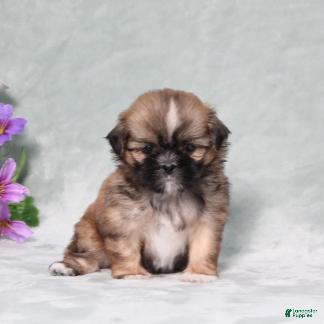 Shih Tzu dogs for sale: Rosella - Ad 2