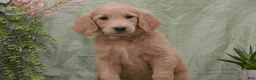 Goldendoodle dogs for sale: Blake - Ad 4