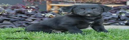 Mixed Breed dogs for sale: Casper - Ad 3