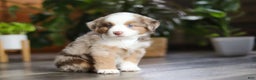 Miniature Australian Shepherd dogs for sale: Ferraro - Ad 5