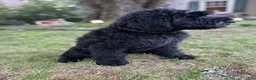 Giant Schnauzer dogs for sale: Tuna - Ad 9