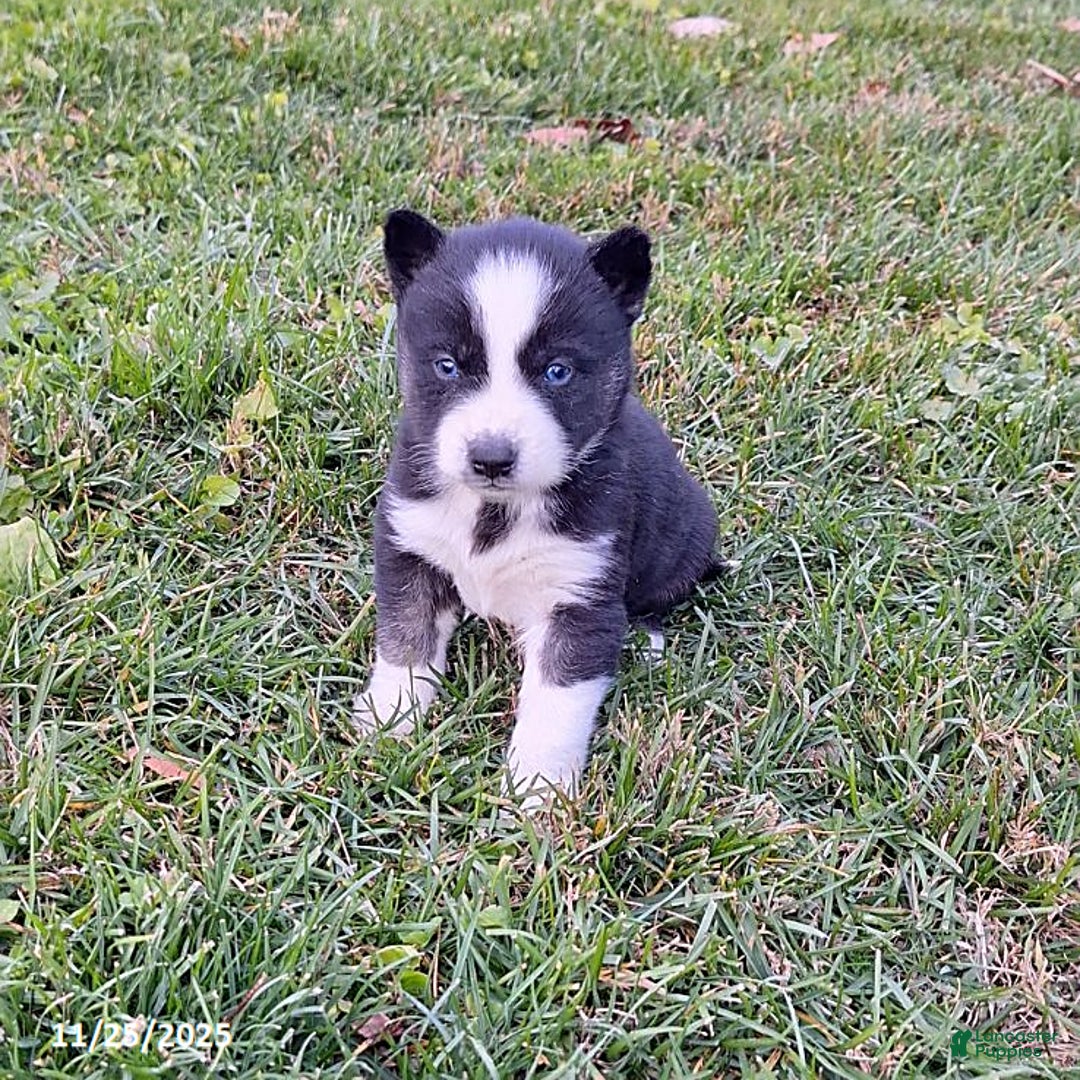 Gerberian Shepsky dogs for sale: Henry - Ad 3