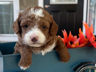 Mini Goldendoodle dogs - Ad 13