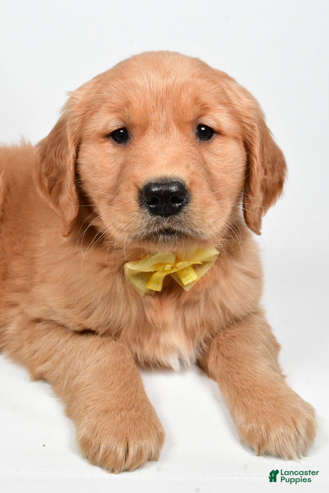 Golden Retriever dogs for sale: Leo - Ad 6