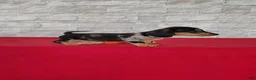 Miniature Dachshund dogs for sale: Stacy - Ad 3