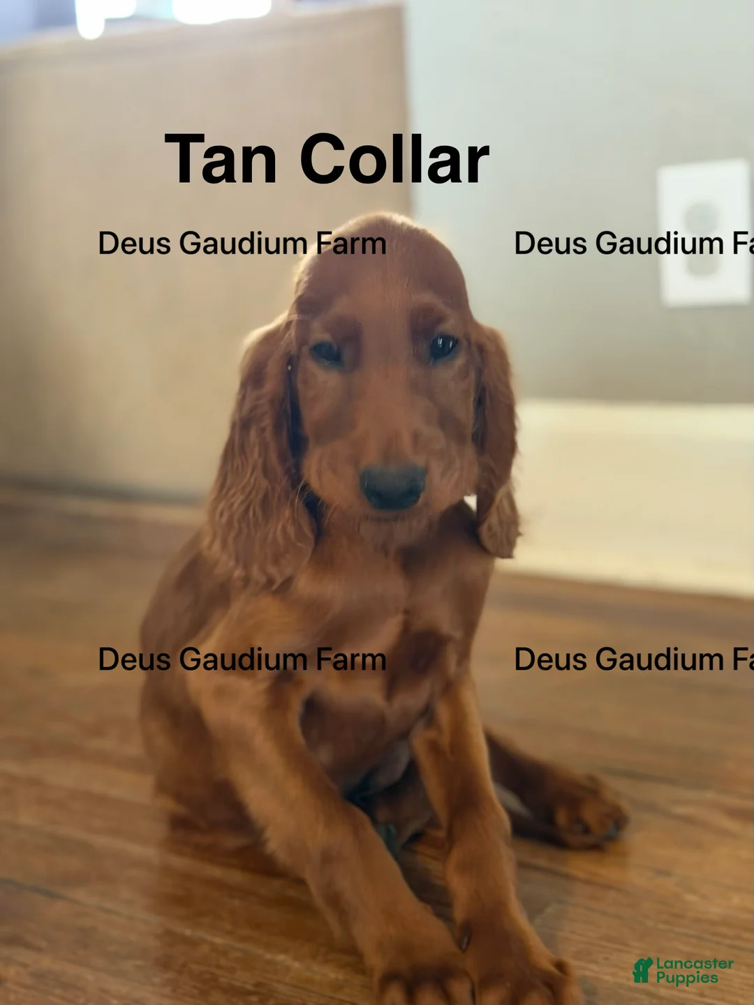 Irish Setter dogs for sale: DunBroch - Ad 2