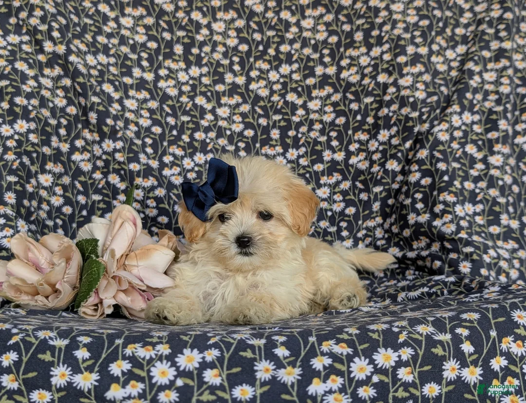 Maltipoo dogs for sale: Buffy 8 lbs Full Grown - Ad 5