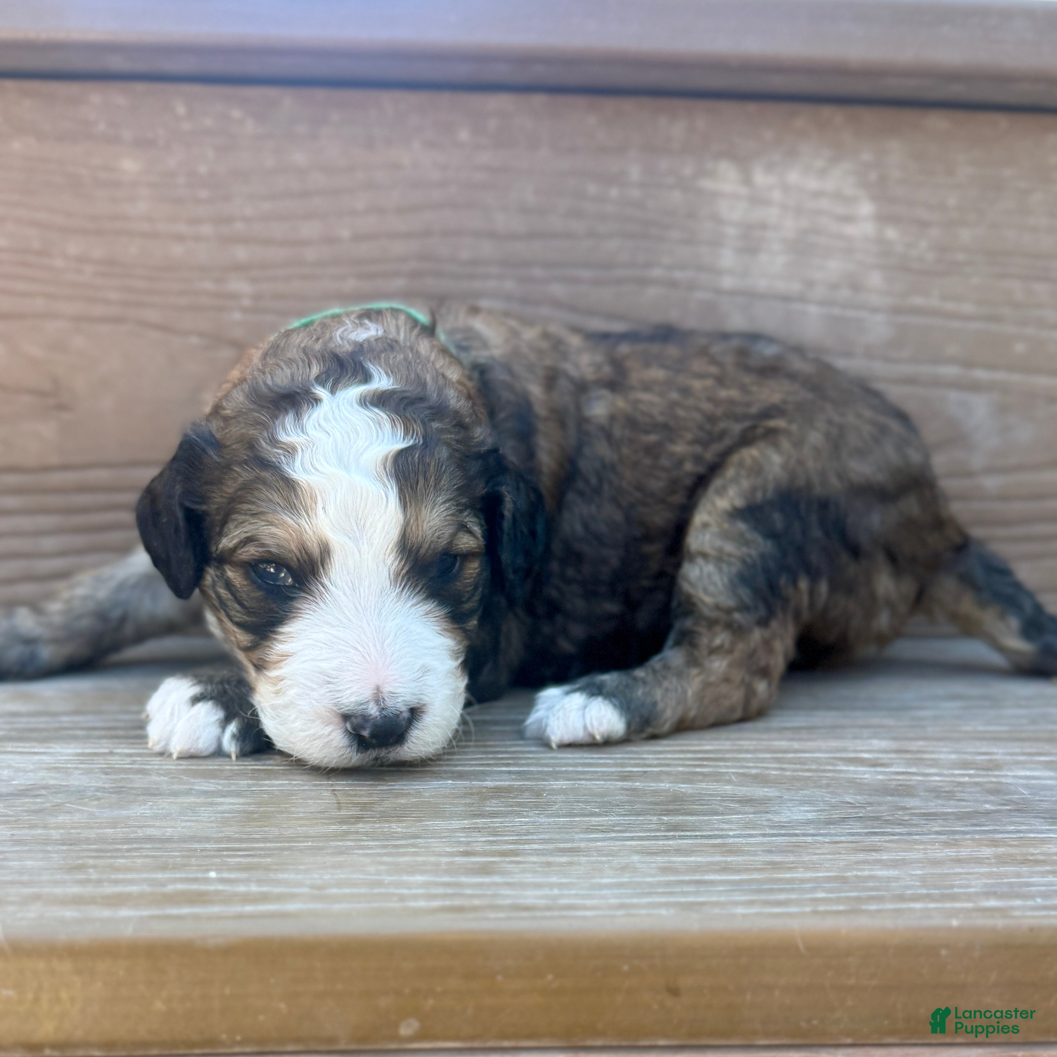 Bernedoodle dogs Poe - Ad 1