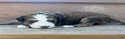 Bernedoodle dogs for sale: Poe - Ad 3