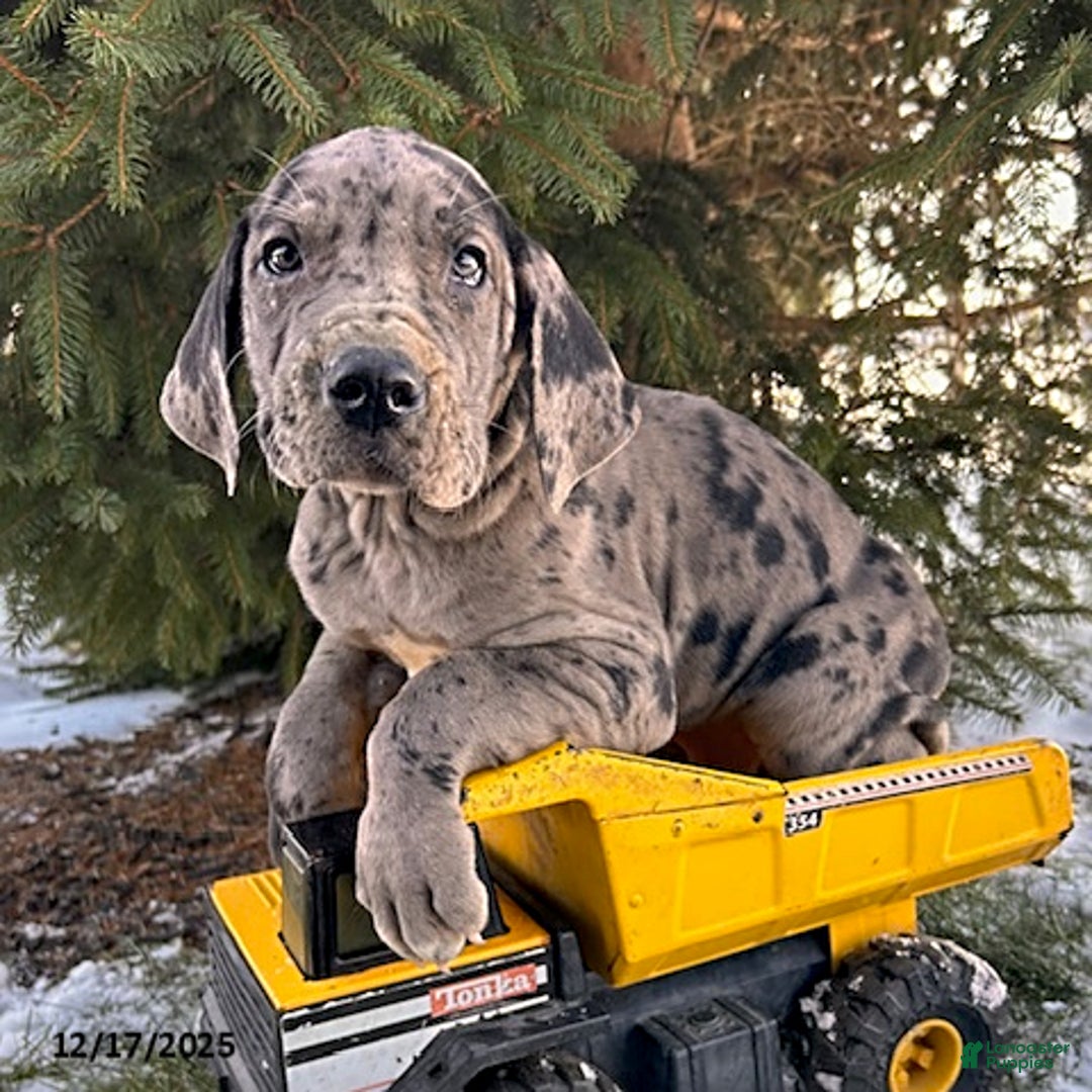 Great Dane dogs for sale: Sebastian - Ad 2