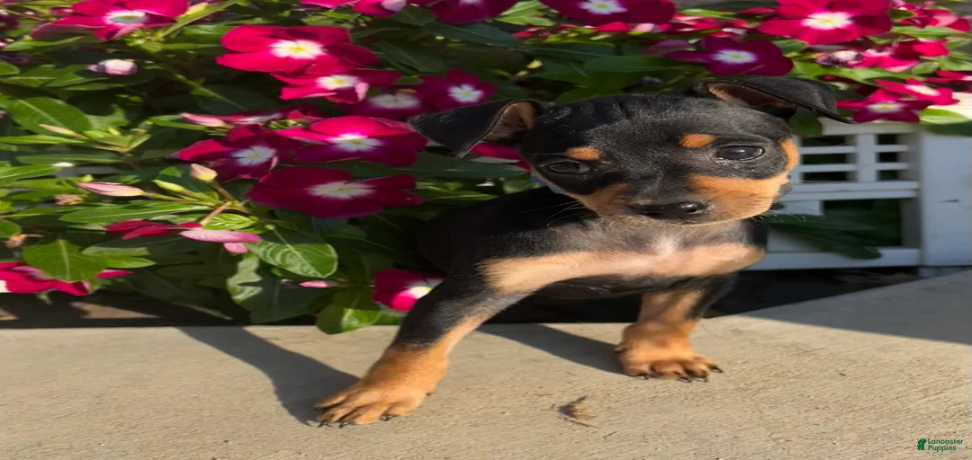 Gallery Image {{count}}