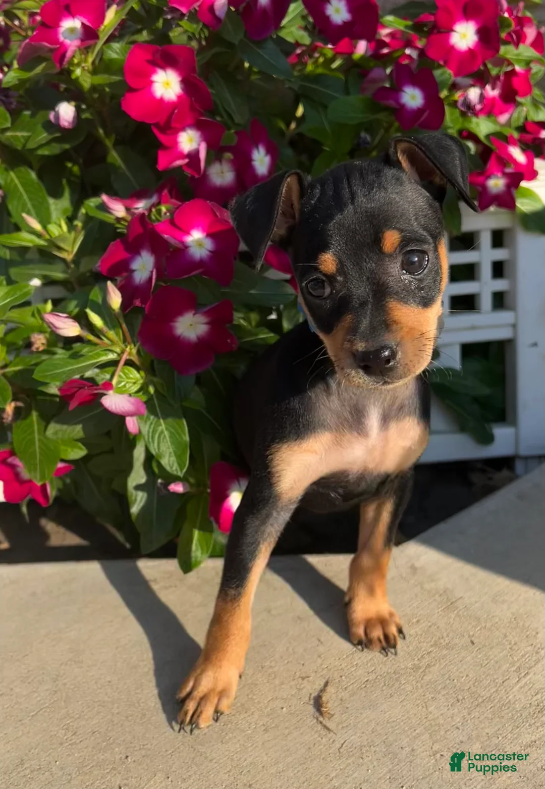 Gallery Image {{count}}