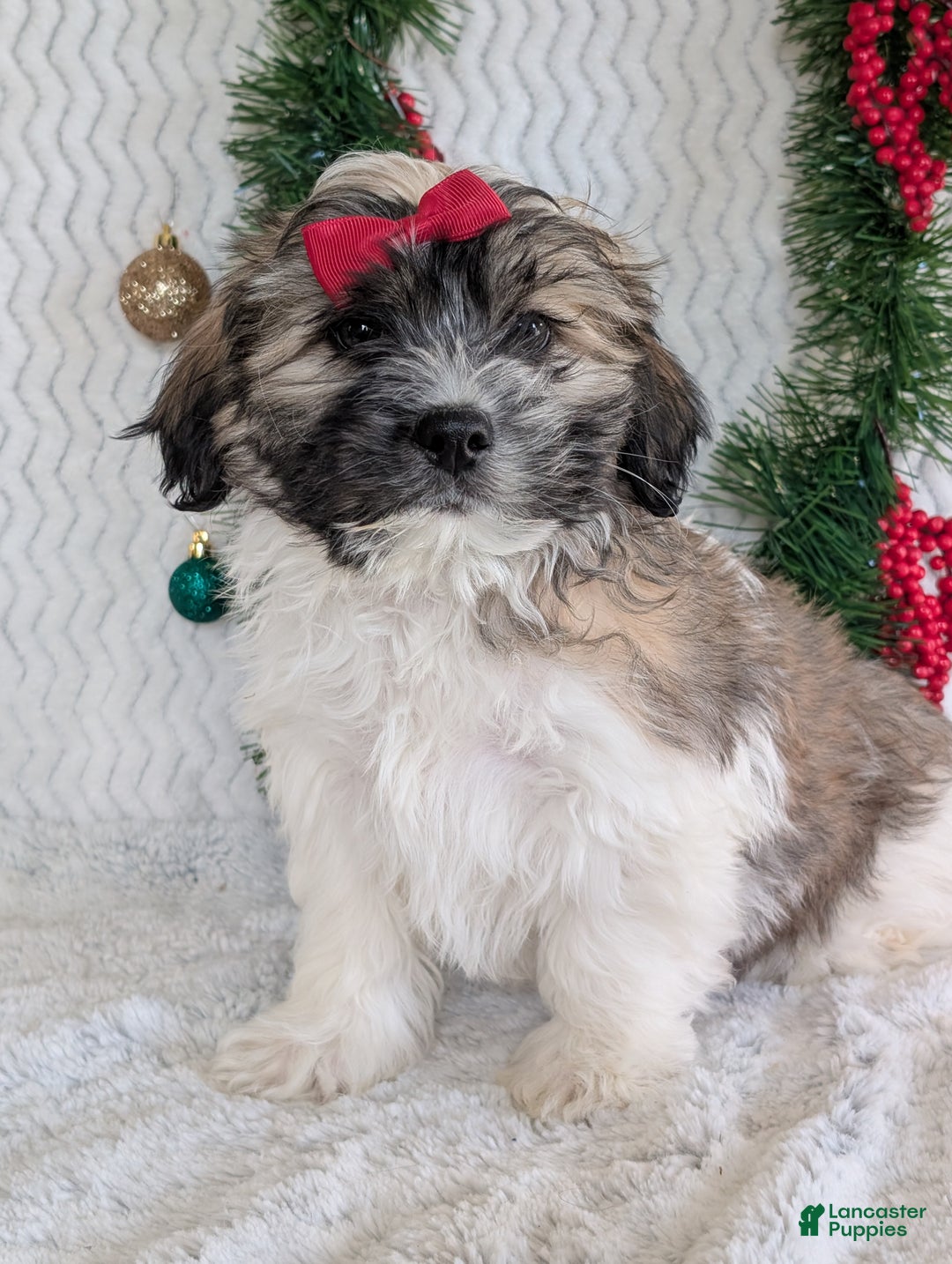 Teddy Bear dogs for sale: Loki - Ad 3