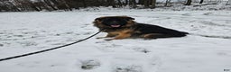 German Shepherd dogs for sale: Cannon - Ad 7