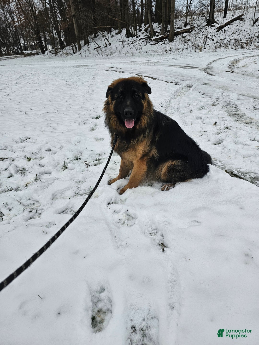 German Shepherd dogs for sale: Cannon - Ad 7