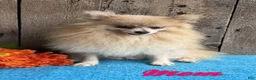 Pomeranian dogs for sale: Apollo - Ad 11