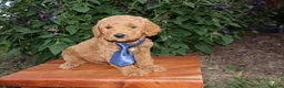 Mini Goldendoodle dogs for sale: Little Jack - Ad 5