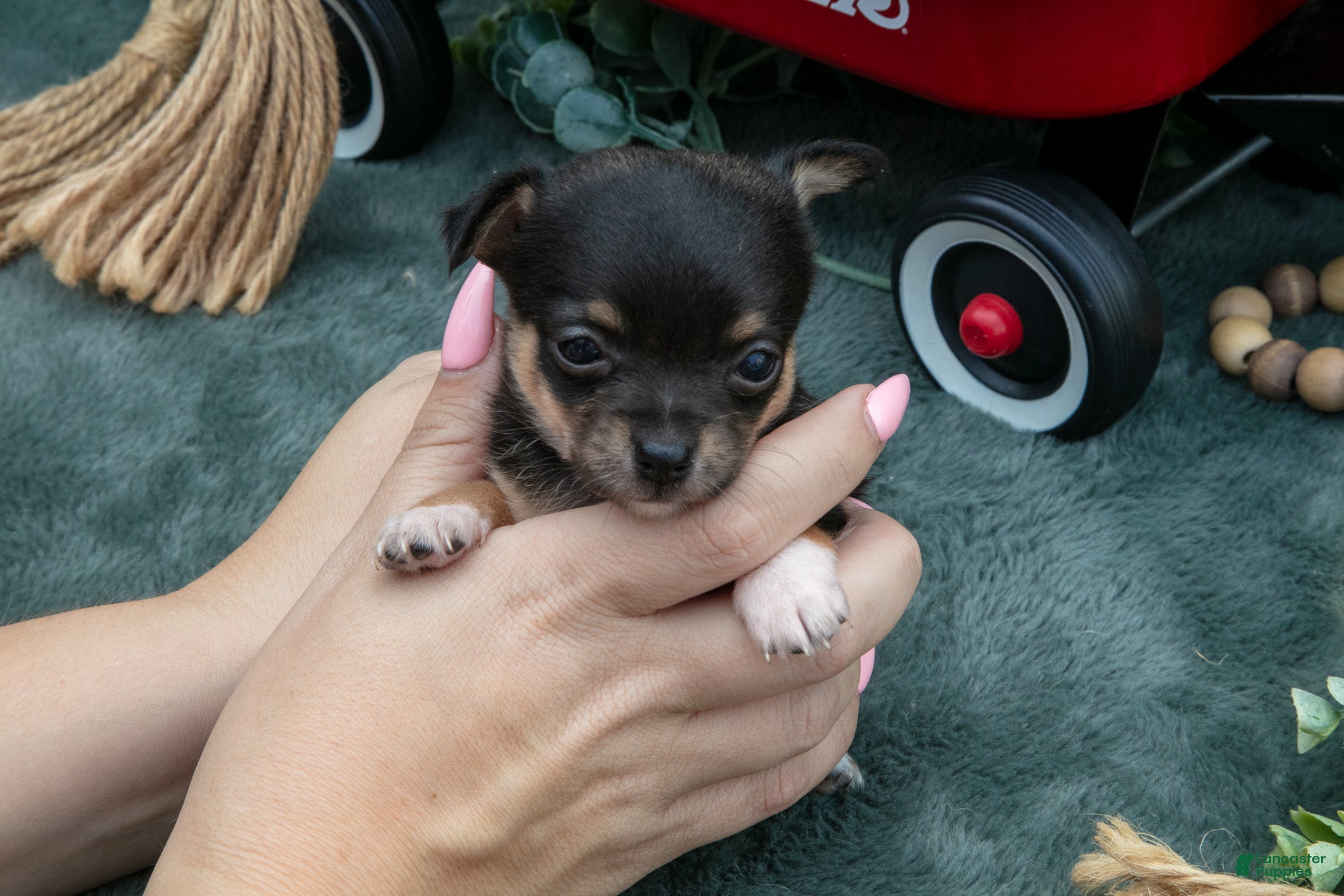Chihuahua dogs Harmony - Ad 2