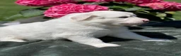 Great Pyrenees dogs for sale: Poppy - Ad 5