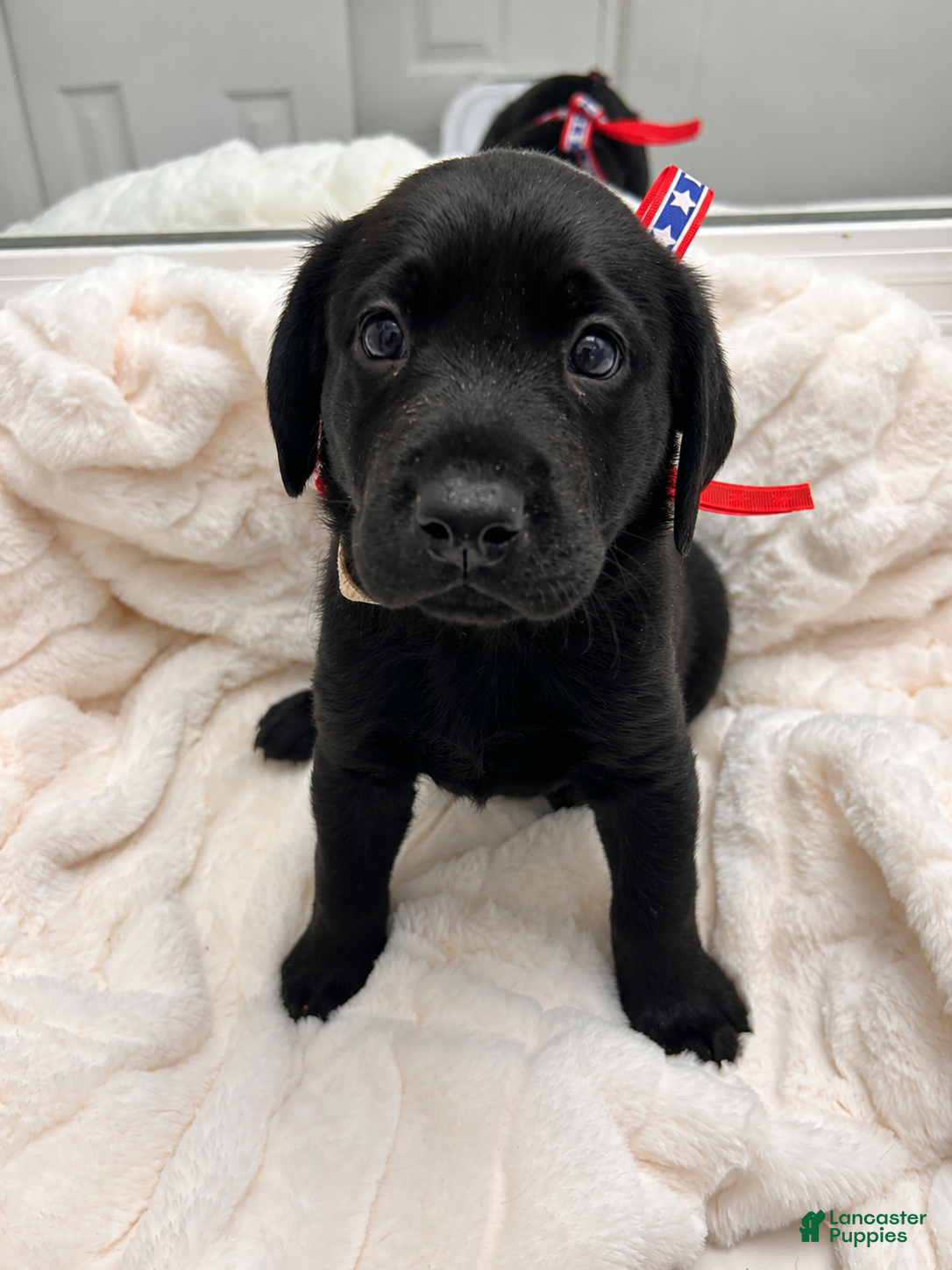 Labrador Retriever dogs Labrador Retriever 3 - Ad 1