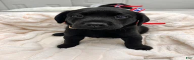 Labrador Retriever 3