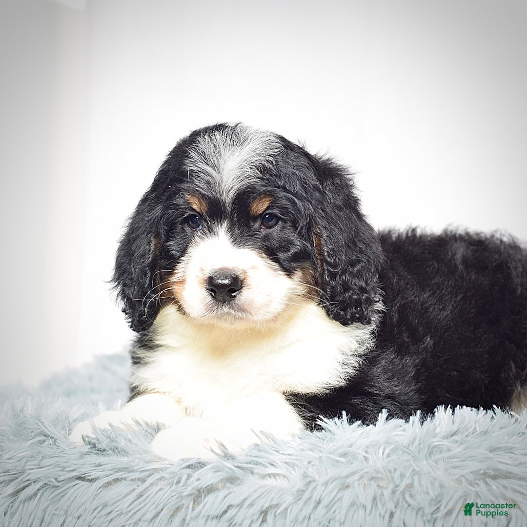 Bernedoodle dogs for sale: Ms. Tessa - Ad 2
