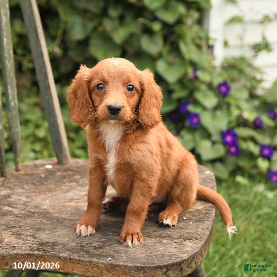 Mini Goldendoodle dogs Daffodil - Ad 1