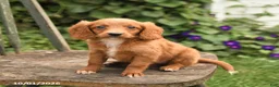 Mini Goldendoodle dogs for sale: Daffodil - Ad 1