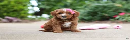 Cavapoo dogs for sale: Autumn - Ad 4