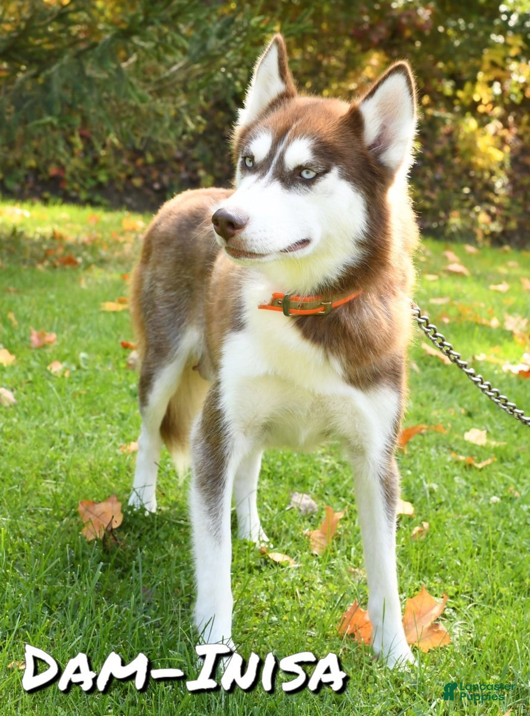 Siberian Husky dogs for sale: Noel - Ad 6