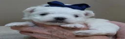 Maltese dogs for sale: Halo - Ad 8