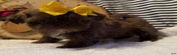 Shih Tzu dogs for sale: Ribbon - Ad 1