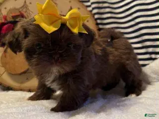 Shih Tzu dogs Ribbon - Ad 5