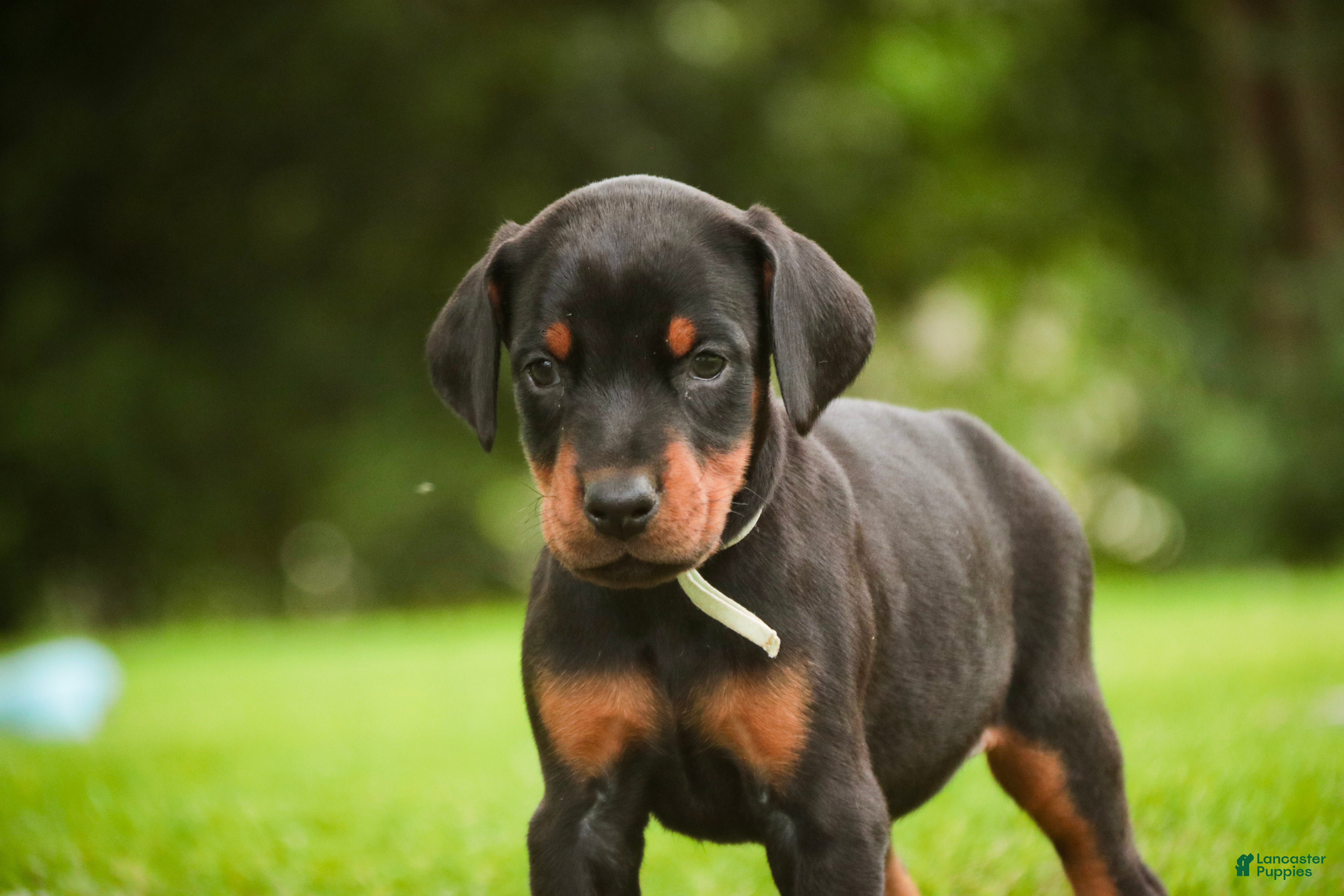 Doberman Pinscher dogs for sale: Reverie - Ad 9