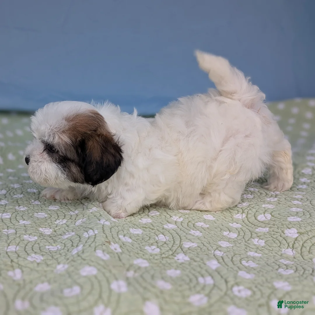 Teddy Bear dogs for sale: Vicious Biscuit - Ad 7