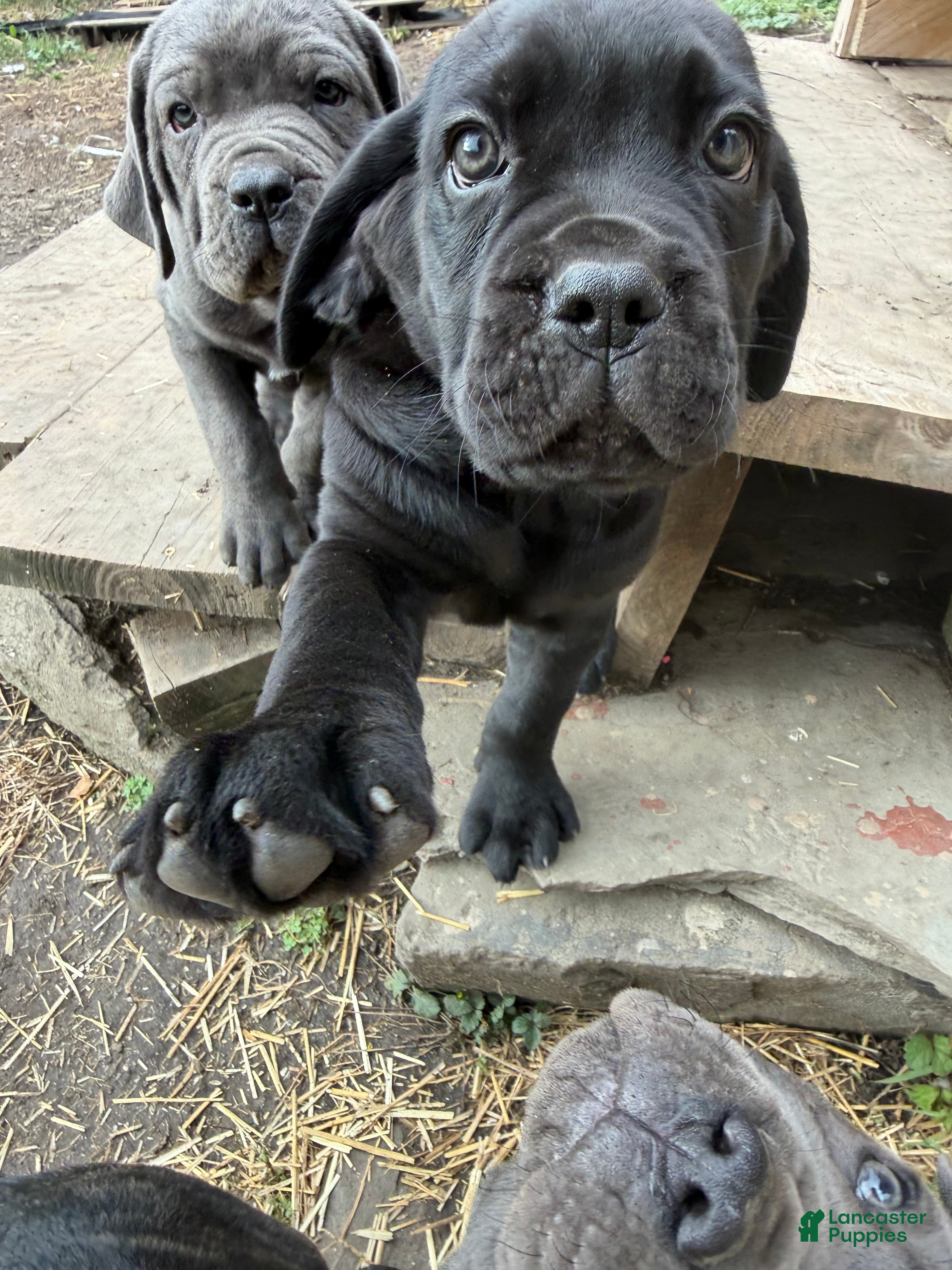 Cane Corso dogs Girl 1 - Ad 2