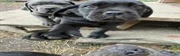 Cane Corso dogs for sale: Girl 1 - Ad 2