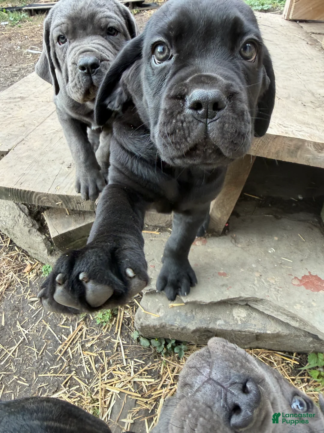 Cane Corso dogs for sale: Girl 1 - Ad 2