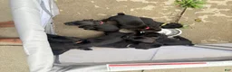 Cane Corso dogs for sale: Phantom - Ad 7