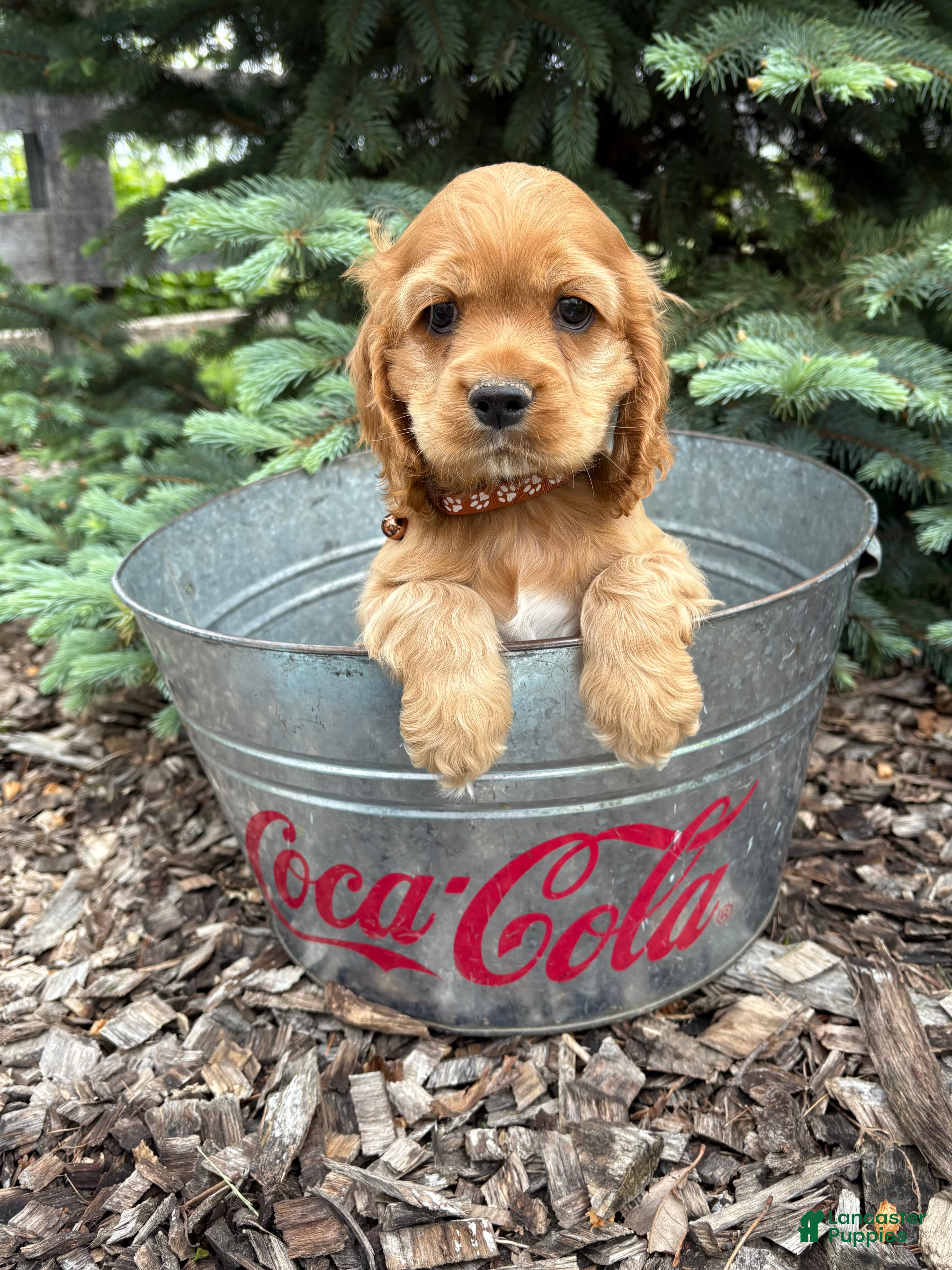 Cocker Spaniel dogs Jasper - Ad 1