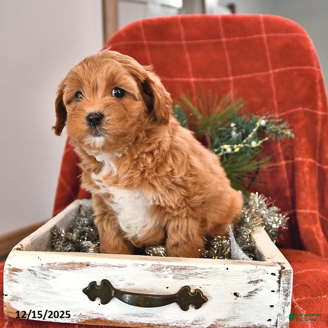 Shihpoo dogs for sale: Sugarplum - Ad 2